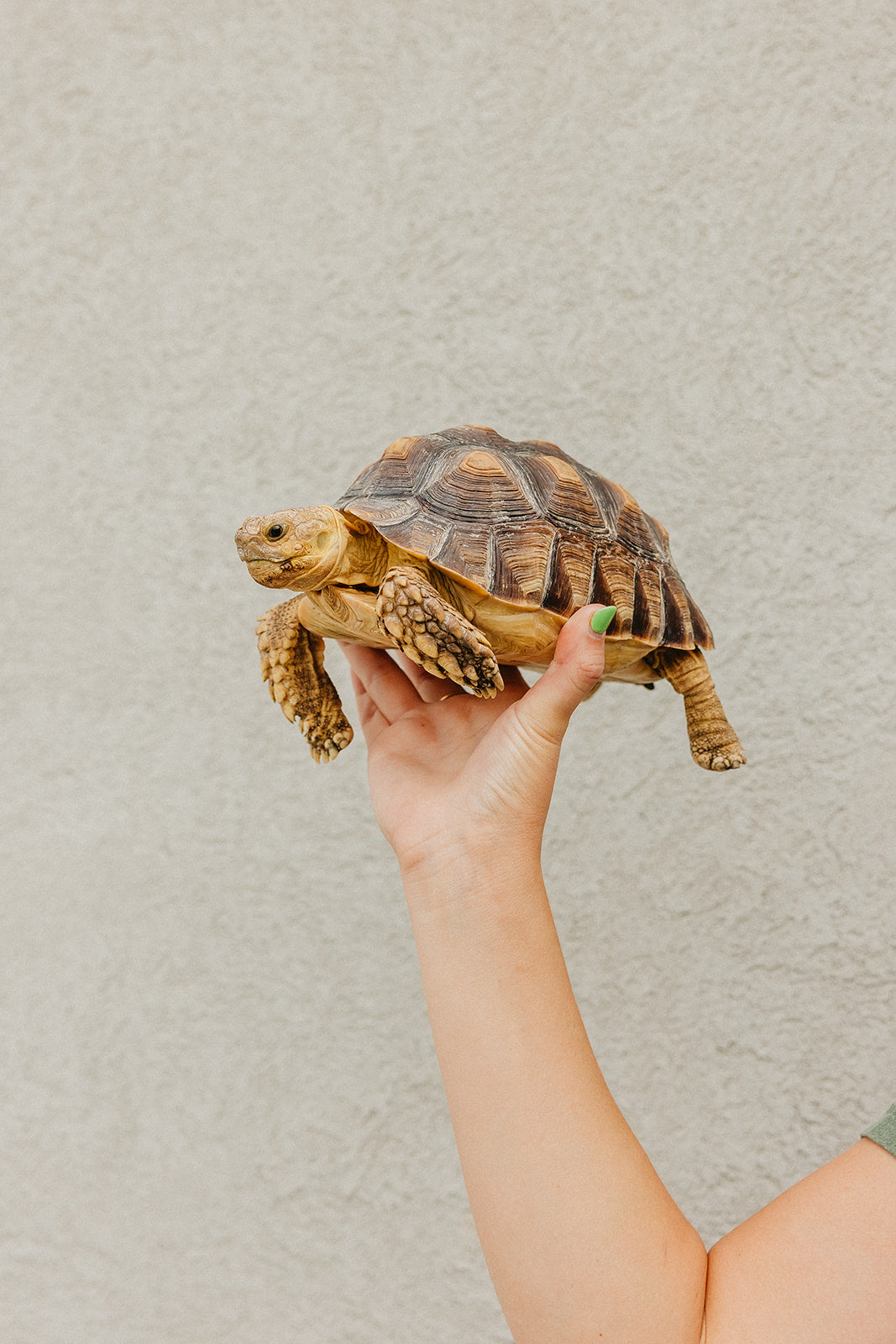 Short Sleeve Slow And Steady T-shirt