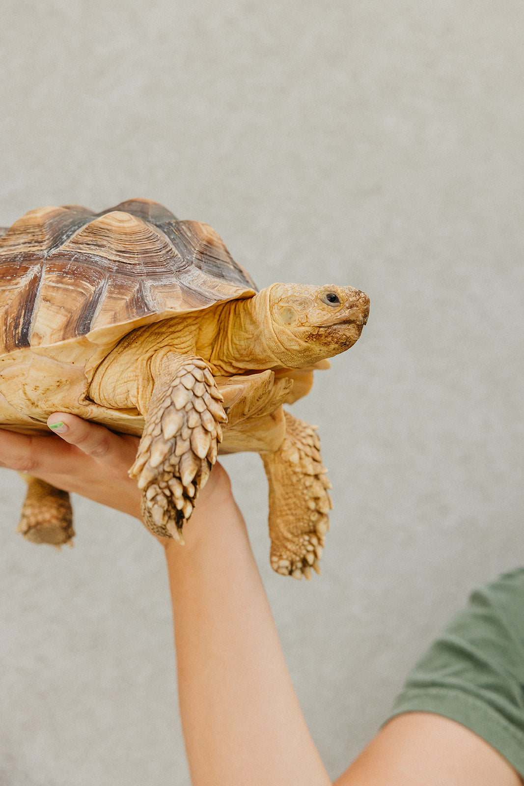 Green Tortoise T-shirt