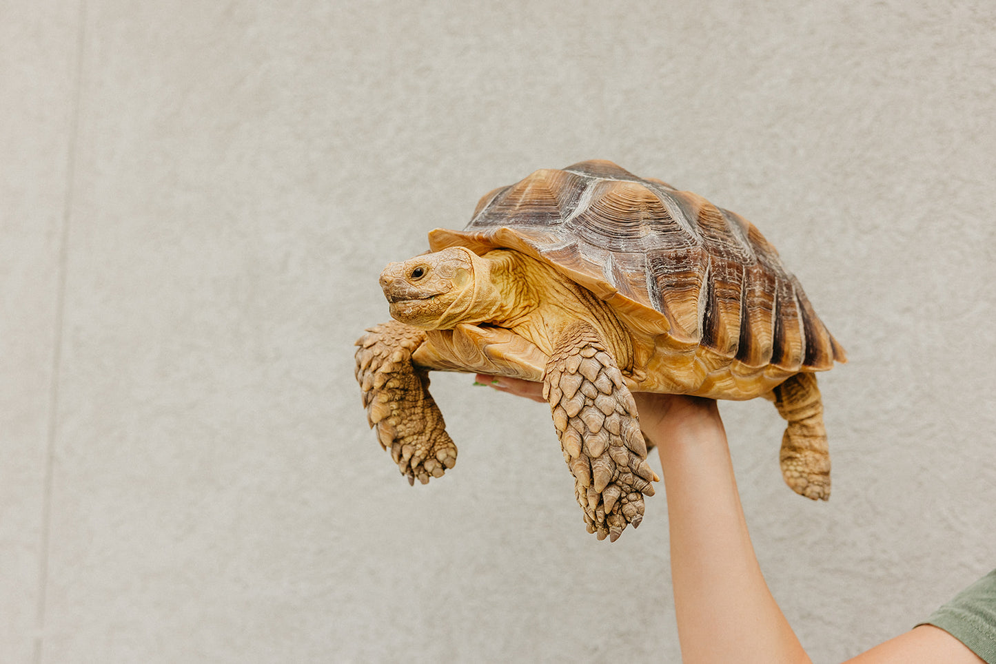 Grey Tortoise T-shirt